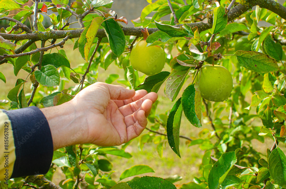 a hand of a man picking apples from the apple tree a hand of a man picking apples from the apple tree