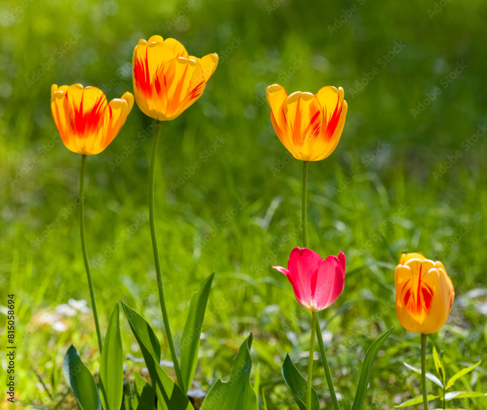 Obraz premium Wiosenne Tulipany