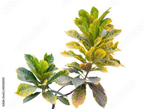 Schilderij op canvas Codiaeum variegatum with green, yellow and red leaves used in city gardening, also called fire croton, garden croton or variegated croton