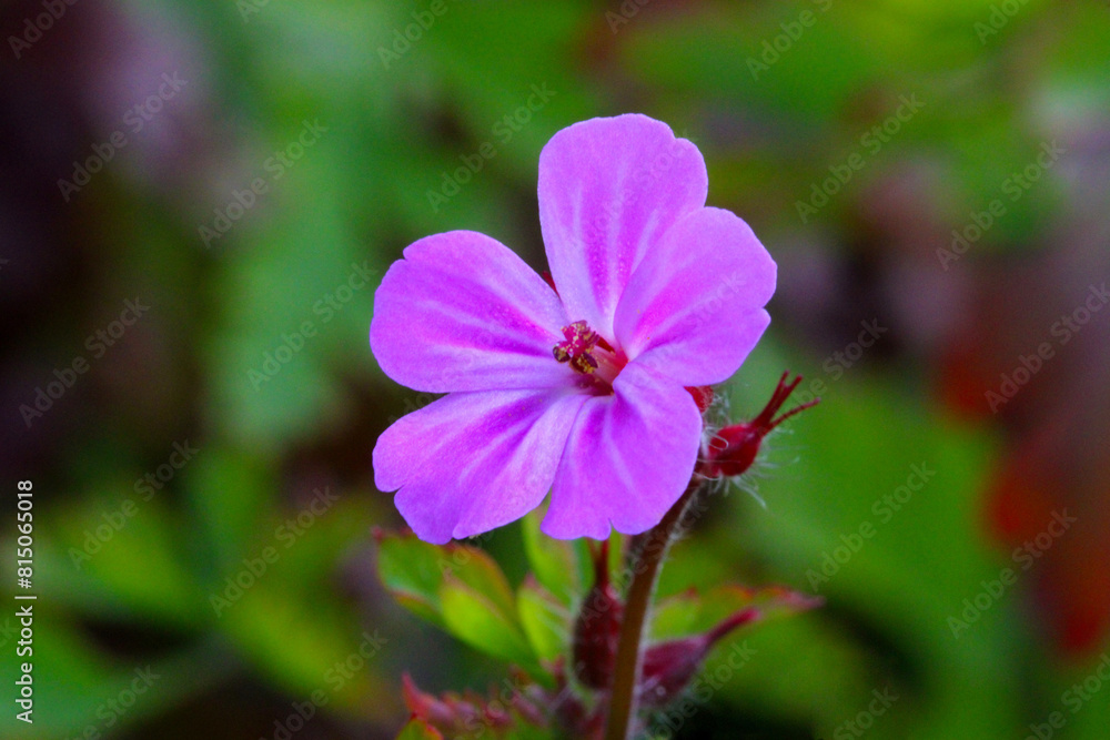 Fototapeta premium Geranium Pistil 03