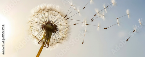 Dandelion in the wind at sunset