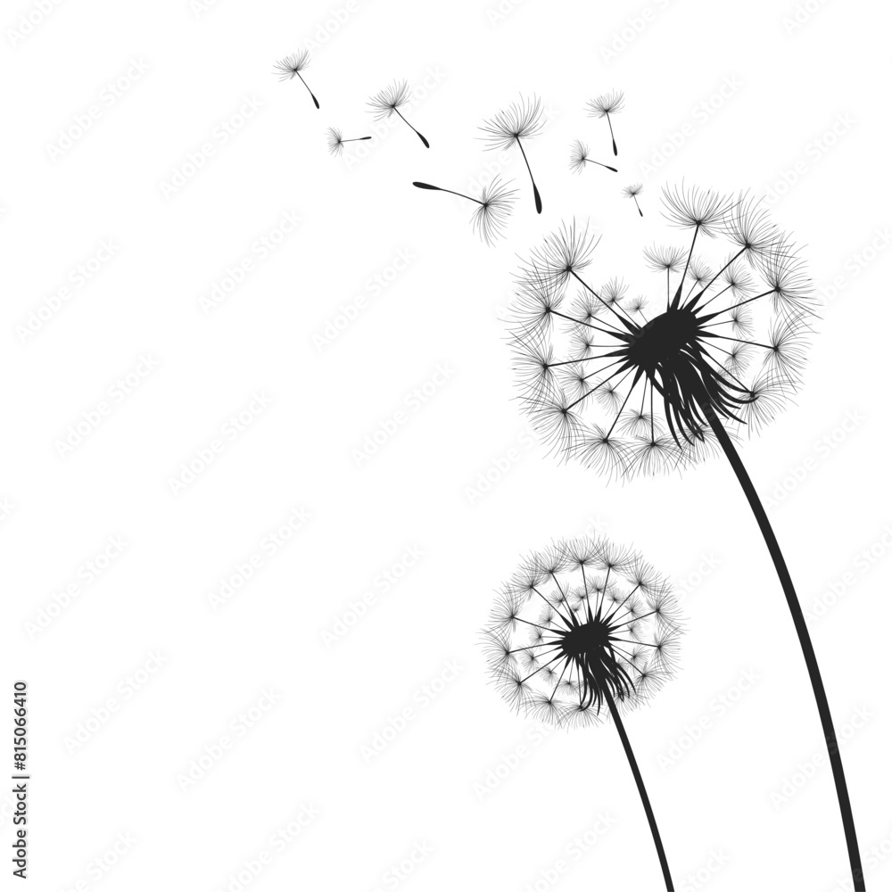 Vector illustration dandelion time. Black Dandelion seeds blowing in the wind. The wind inflates a dandelion isolated on white background.