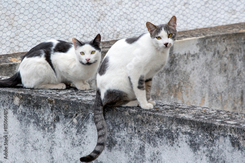two cats standing on a cement fence, looking serious the camera, against gray background. selective focus