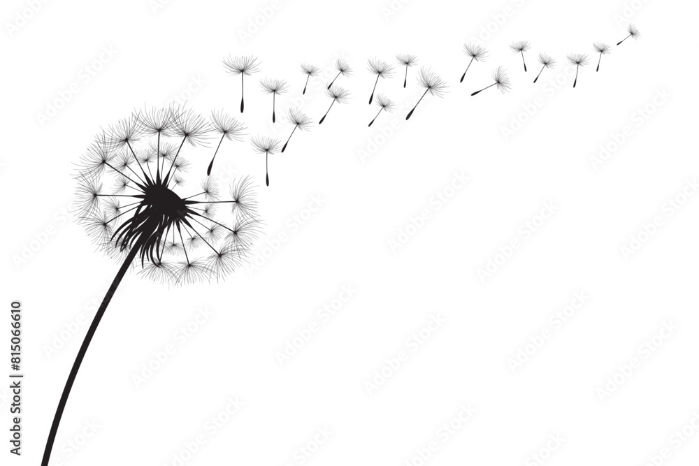 Vector illustration dandelion time. Black Dandelion seeds blowing in the wind. The wind inflates a dandelion isolated on white background.