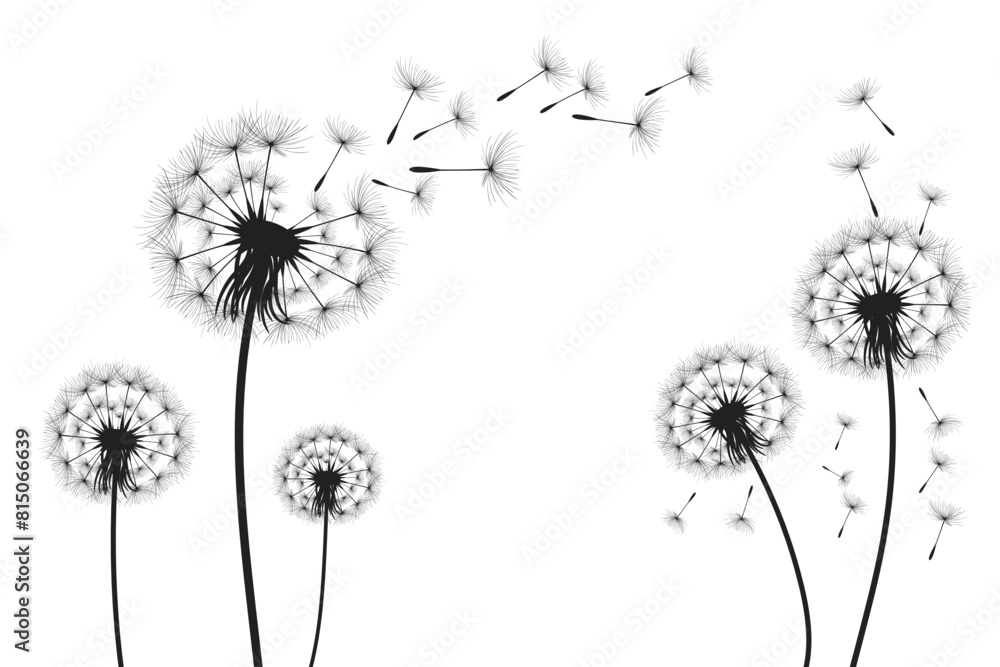 Vector illustration dandelion time. Black Dandelion seeds blowing in the wind. The wind inflates a dandelion isolated on white background.