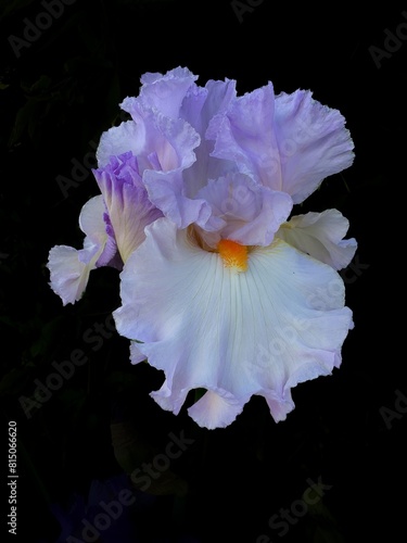 A Colorful Iris blossom  in a graden in salem, Oregon