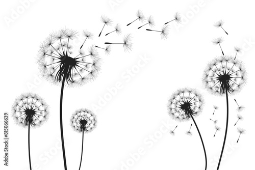 Vector illustration dandelion time. Black Dandelion seeds blowing in the wind. The wind inflates a dandelion isolated on white background.