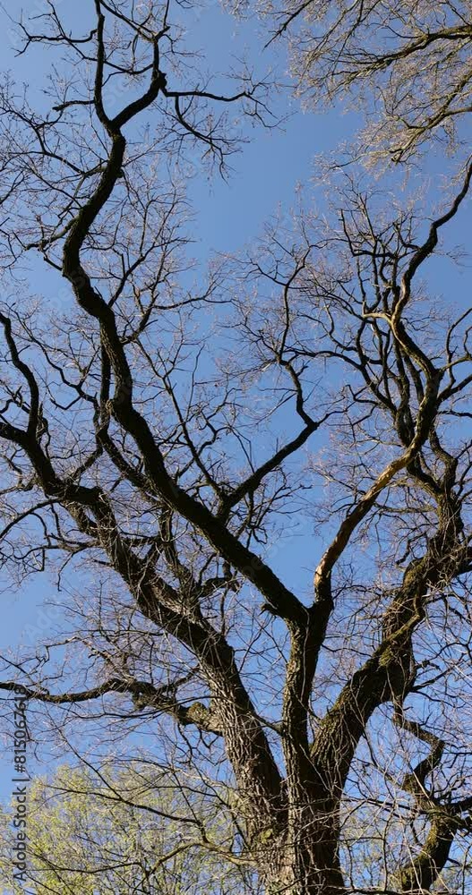 acacia tree in spring without foliage in the park, acacia branches without foliage on a blue sky background acacia tree in spring without foliage in the park, acacia branches without foliage on a blue sky background