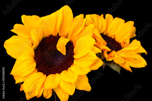 Yellow Petal Sunflower 06