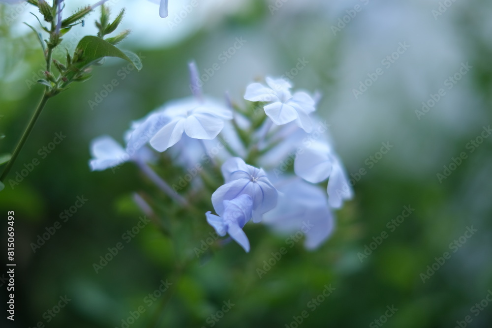 Plumbago flower on my mother's garden Plumbago flower on my mother's garden