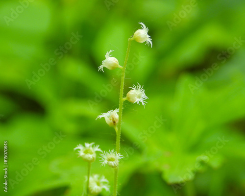 Mitella diphylla (Two-leaf Miterwort) Native Woodland Wildflower of North America photo