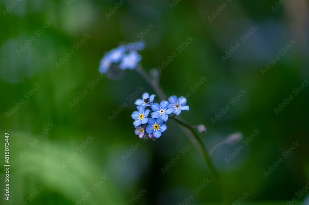 Pale blue myosotis sylvatica in bloom, group of small tiny flowering flowers with yellow center Pale blue myosotis sylvatica in bloom, group of small tiny flowering flowers with yellow center