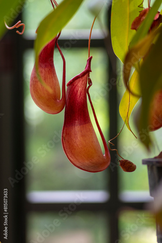 Nepenthes carnivorous tropical pitcher plants or monkey cups with pitchers and leaves photo