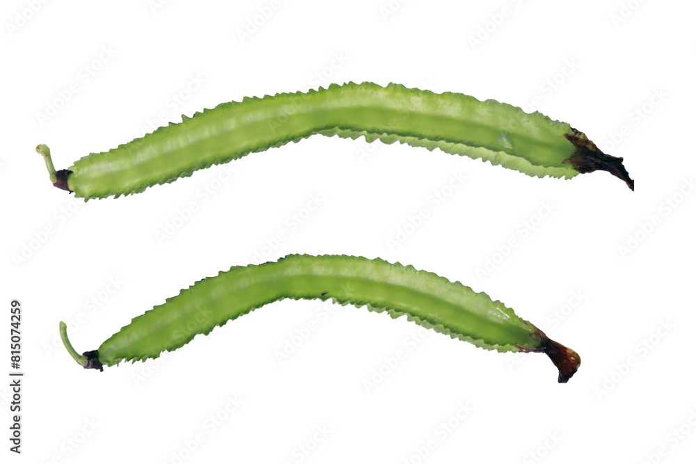 close up of green winged bean isolated on transparent background png close up of green winged bean isolated on transparent background png