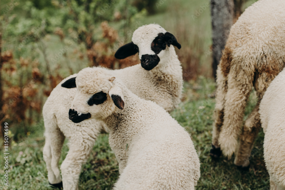Cute little lambs grazing on the mountainside, Montenegro. Selective focus. Cute little lambs grazing on the mountainside, Montenegro. Selective focus.