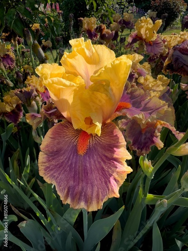 A Colorful Iris blossom  in a garden in Salem, Oregon