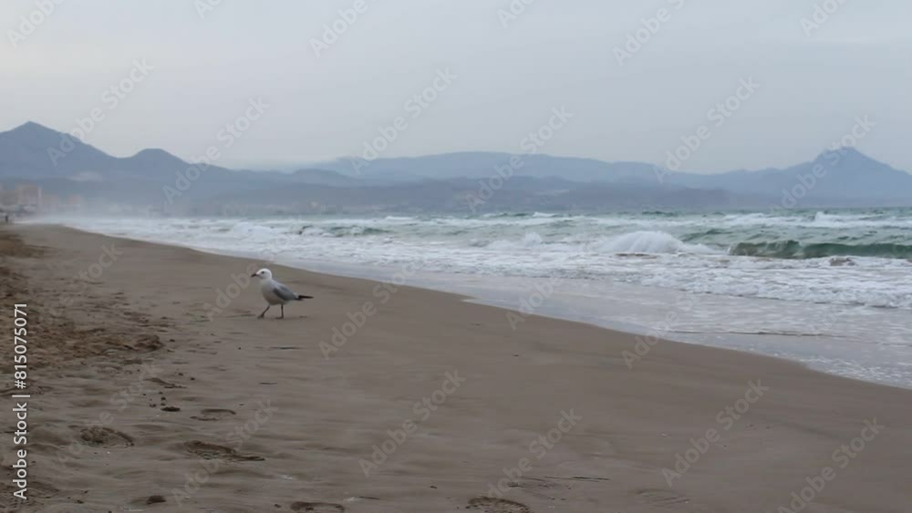 a bird walks on the beach of the Mediterranean Sea a bird walks on the beach of the Mediterranean Sea
