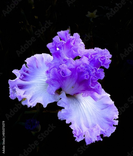 A Colorful Iris blossom on a black background in a garden in Salem, Oregon