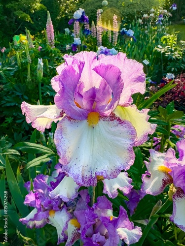A Colorful Iris blossom  in a garden in Salem, Oregon