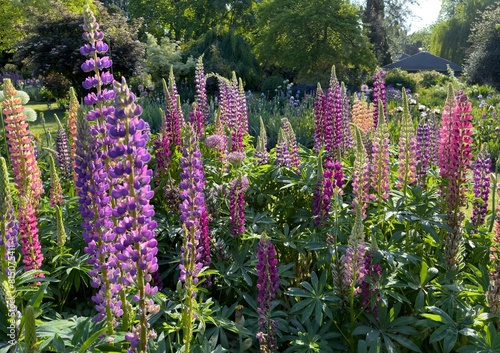 Colorful lupine blossoms  in a graden in salem, Oregon