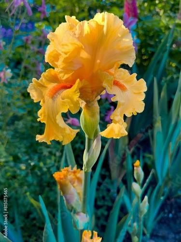 A Colorful Iris blossom  in a garden in Salem, Oregon