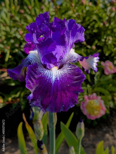 A Colorful Iris blossom  in a garden in Salem, Oregon
