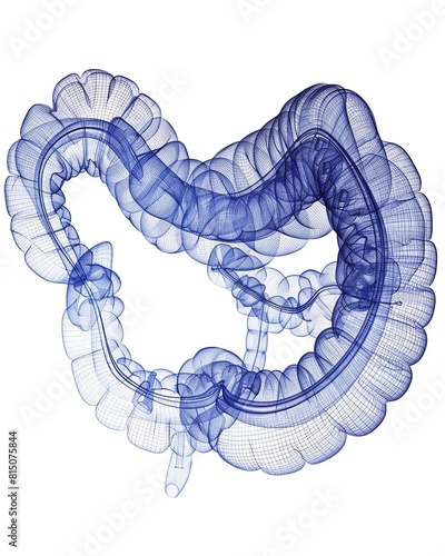 3D illustration of the human large intestine photo