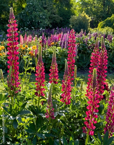 Colorful Iris and lupine blossoms  in a graden in salem, Oregon