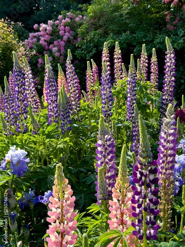 Colorful Iris and lupine blossoms  in a graden in salem, Oregon