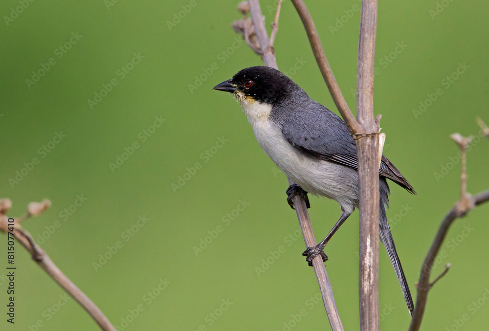 Obraz premium Small tricolored bird with red eyes perching on the branches of a tree