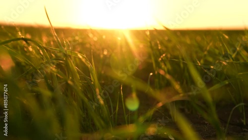 agriculture farm green germs wheat sunset, field leaf wheat, agriculture farm sunset, farm sunset radiance, peaceful agriculture scene, harvest time glow, countryside sunset view, agriculture golden photo