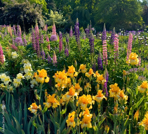 Colorful Iris and lupine blossoms  in a graden in salem, Oregon