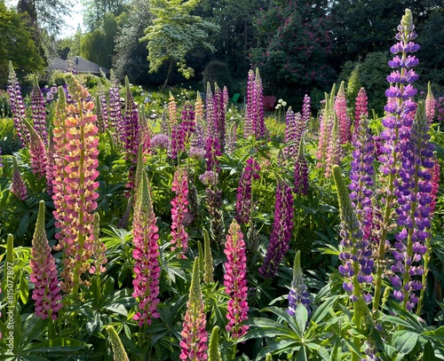 Colorful  lupine blossoms  in a graden in salem, Oregon