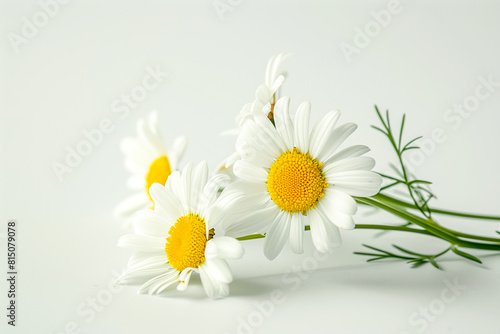 Three white daisies with yellow centers on a white surface photo