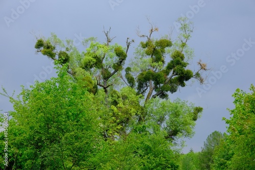 A tree covered with mistletoe in a spring scenery. A sick withered tree attacked by mistletoe (viscum). © Iwona