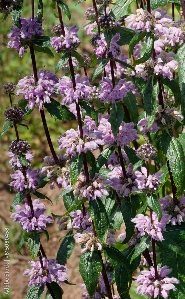 Obraz premium (Phlomis tuberosa) Leafy dark red stems of Sage-leaf mullein or Jerusalem sage bearing lavender-pink flowers at intervals above green, serrated leaves arrow-shaped 