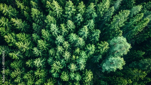 Summer Forest Landscape in Rural Finland Generative AI