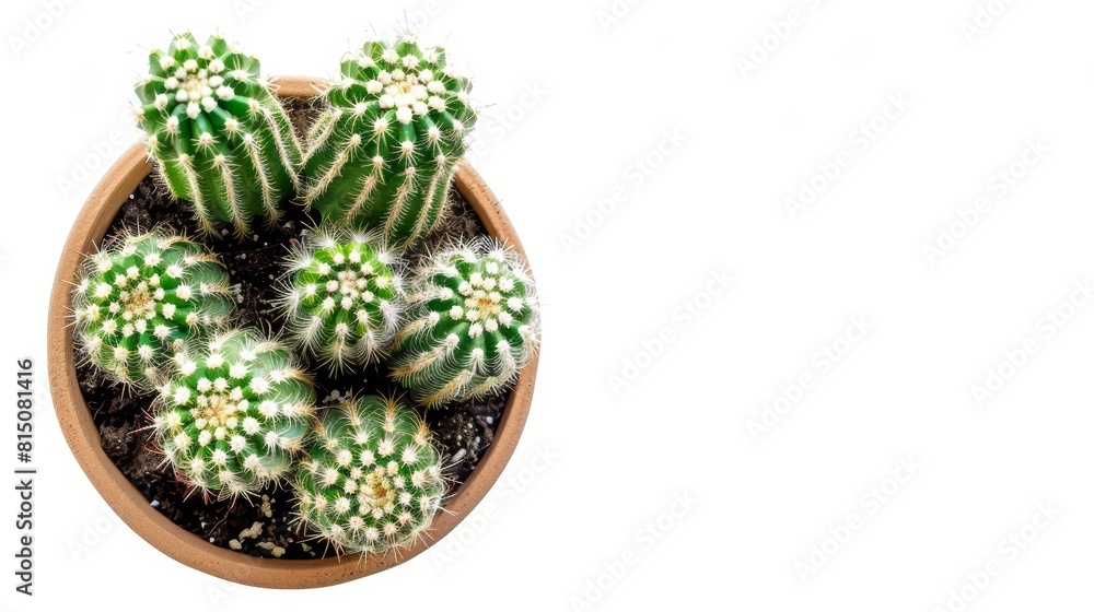 Cactus Plant in Pot on White Background for Home Decor Generative AI Cactus Plant in Pot on White Background for Home Decor Generative AI