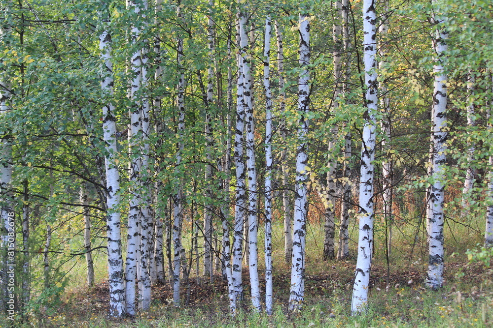 Obraz premium trees in the forest