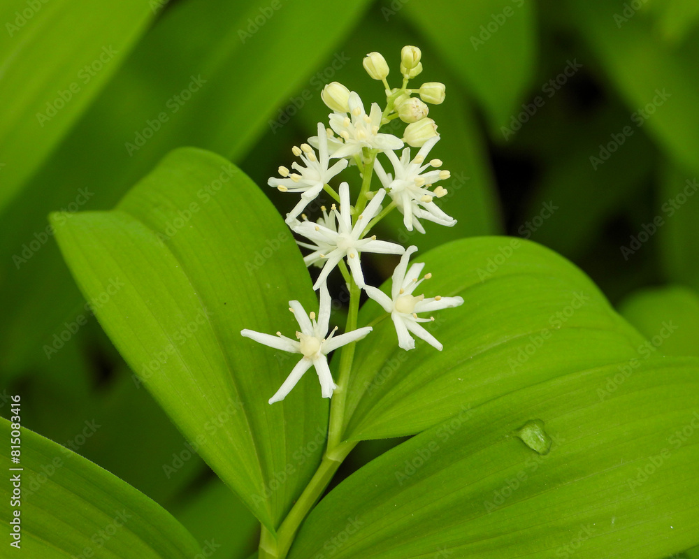 Fototapeta premium Maianthemum stellatum (Starry False Solomon's Seal) Native North American Wildflower