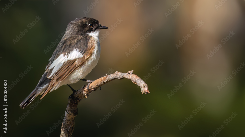 Naklejka premium european fly catcher on a branch