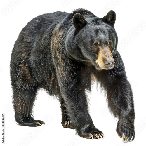A black bear is walking against a white backdrop, a american black bear isolated on transparent background © Iftikhar alam