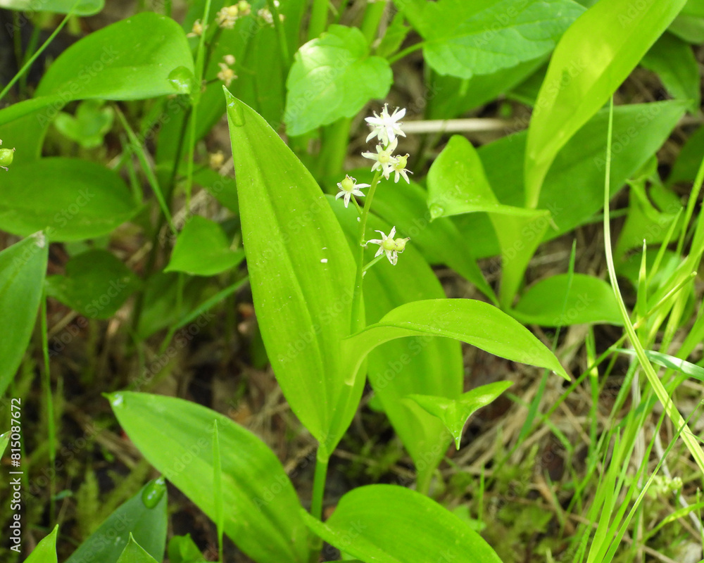 Maianthemum trifolium (Three-leaf False Solomon's-seal) Native North American Wildflower Maianthemum trifolium (Three-leaf False Solomon's-seal) Native North American Wildflower