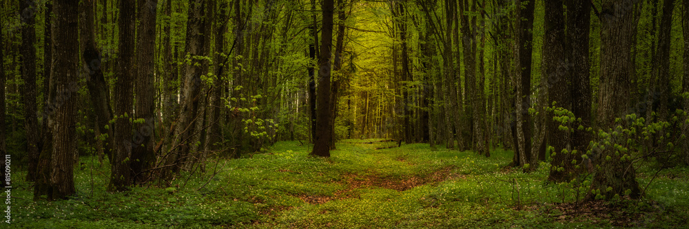 spring deciduous forest. widescreen panoramic side view 15x5 format