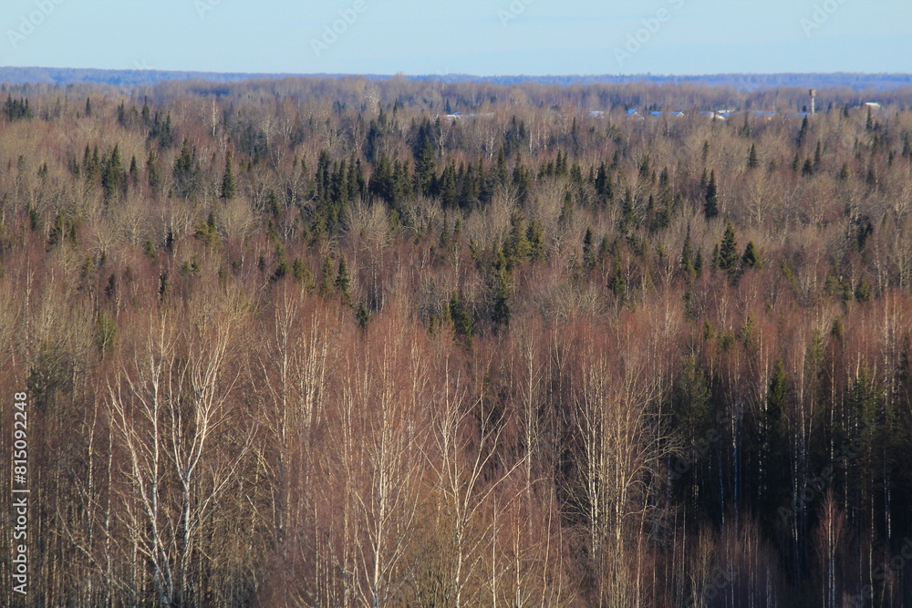 landscapes of the forests of northeastern Europe at the end of March on a sunny day landscapes of the forests of northeastern Europe at the end of March on a sunny day