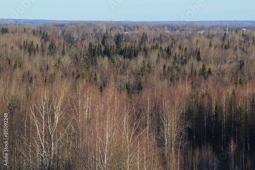 landscapes of the forests of northeastern Europe at the end of March on a sunny day