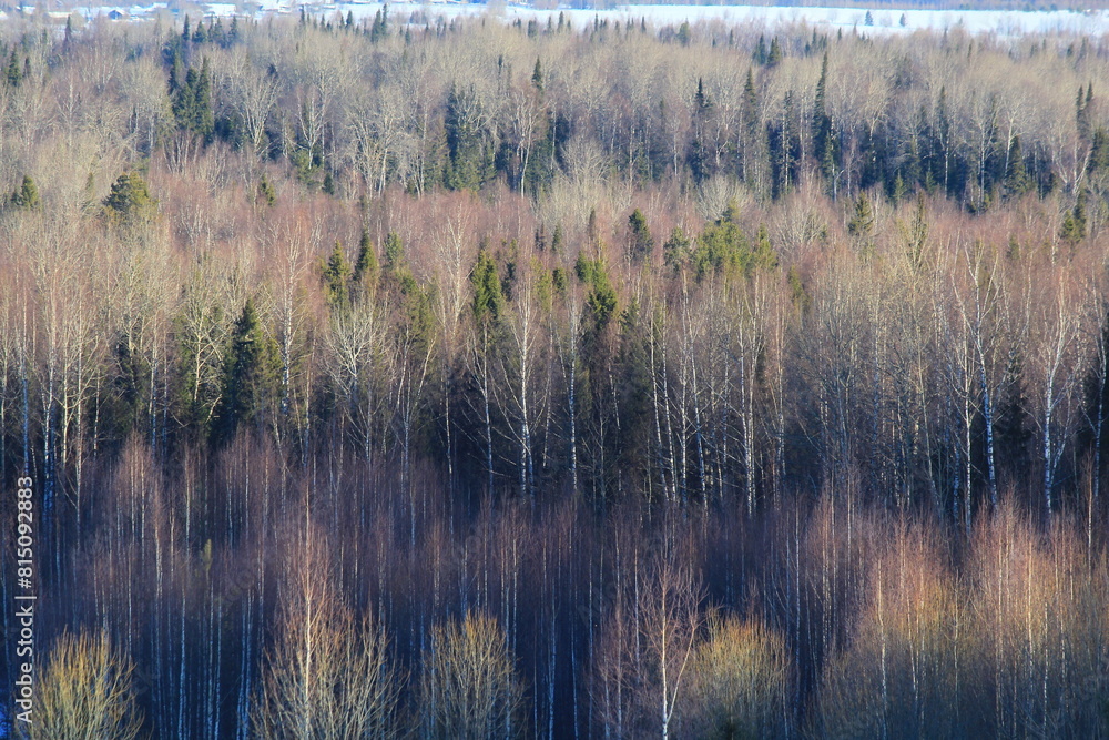 landscapes of the forests of northeastern Europe at the end of March on a sunny day