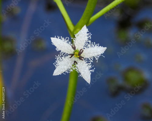 Menyanthes trifoliata Bog Buckbean Native North American Wetland Wildflower photo