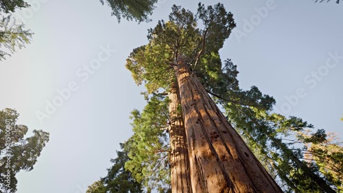 Incredible Giant Sequoia trees, some of the oldest and largest trees on earth. Kings Canyon National Park