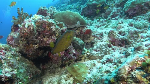 Wallpaper Mural Nature underwater - Cofferfish in a coral reef Torontodigital.ca